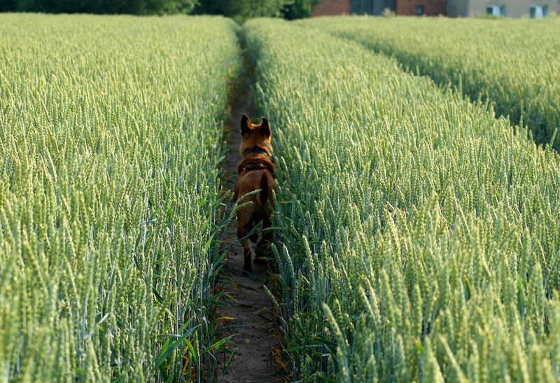 Landwirtschaft Hund