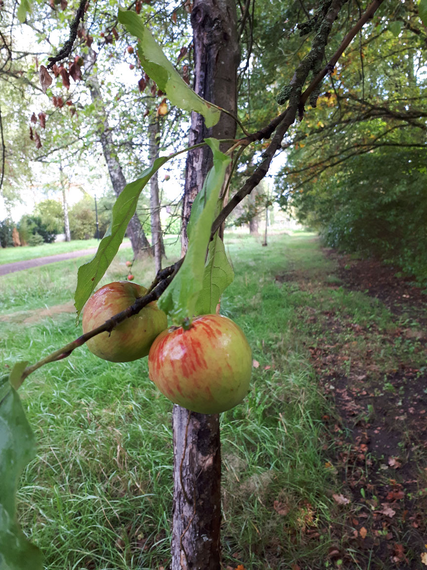 Apfelbauim