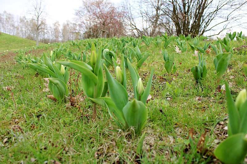 Tulpe 3