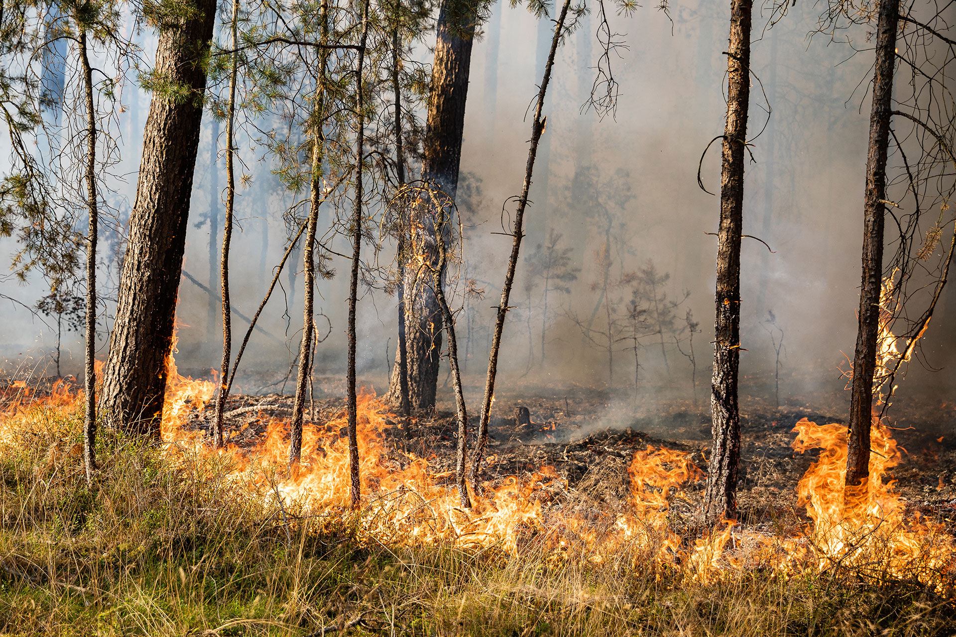Faltblatt Hinweise bei Wald- und Vegetationsbränden